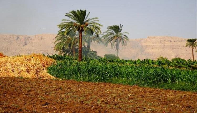1711821932 3bd35af3 4924 41ab 916b 409253a38445 - مصر تصدر منتجات زراعية بقيمة 1.5 مليار دولار خلال الربع الأول من العام الحالي