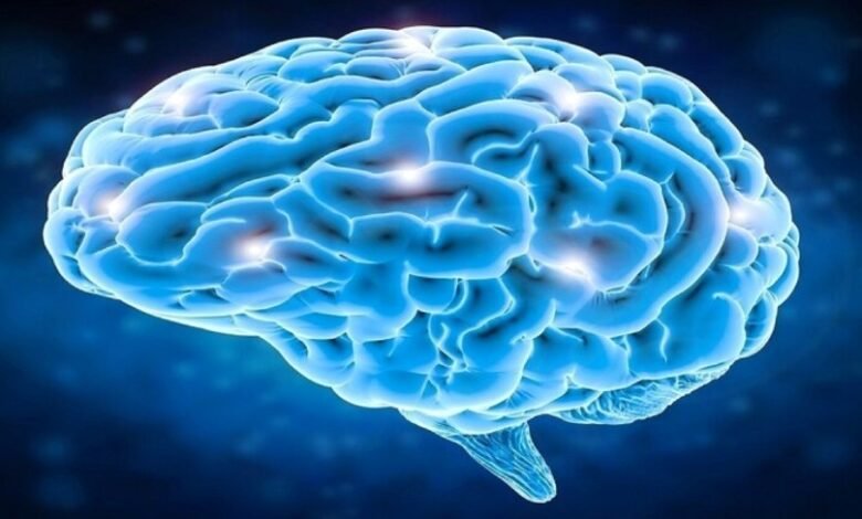1717254606 IMG 20240601 175730 - العلماء يحددون منطقة الإيثار في الدماغ