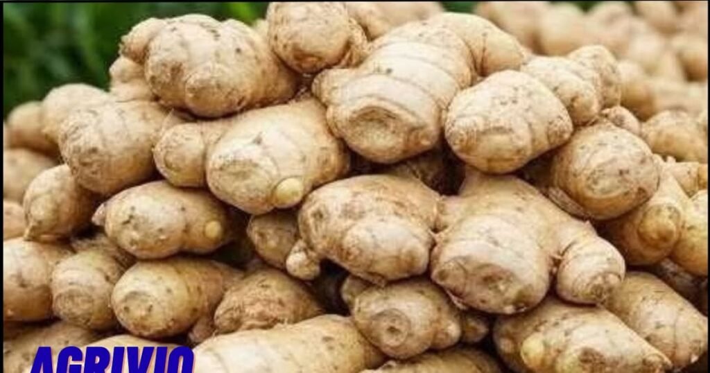 1770673766 D8A7D984D8A5D8AFD8AED8A7D8B120D8A7D984D985D8A7D984D98A20D8B7D8B1D9