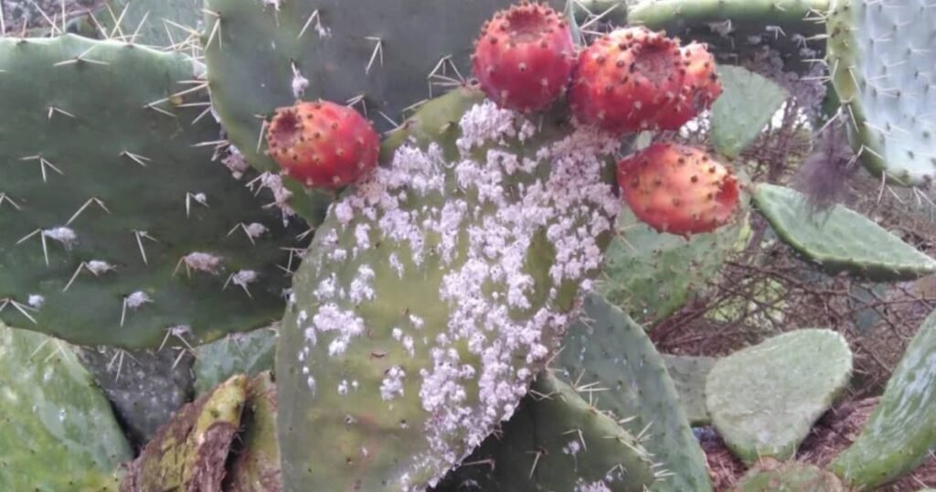 1771196491 D8A7D984D8A5D8AFD8AED8A7D8B120D8A7D984D985D8A7D984D98A20D8B7D8B1D9