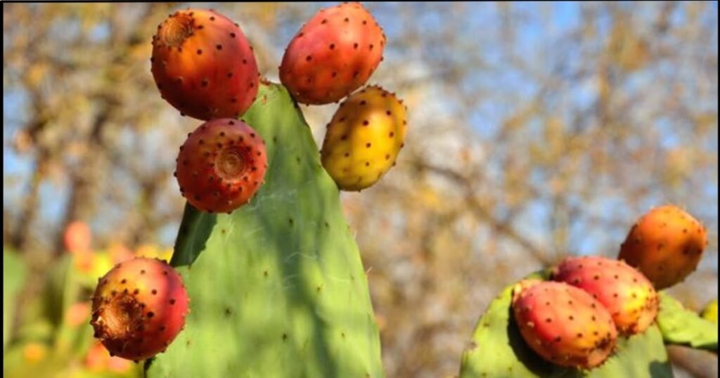 كل طرق العلاج، الوقاية المتقدمة، والأخطاء التي يجب تجنبها 1771605877 D8A7D984D8A5D8AFD8AED8A7D8B120D8A7D984D985D8A7D984D98A20D8B7D8B1D9