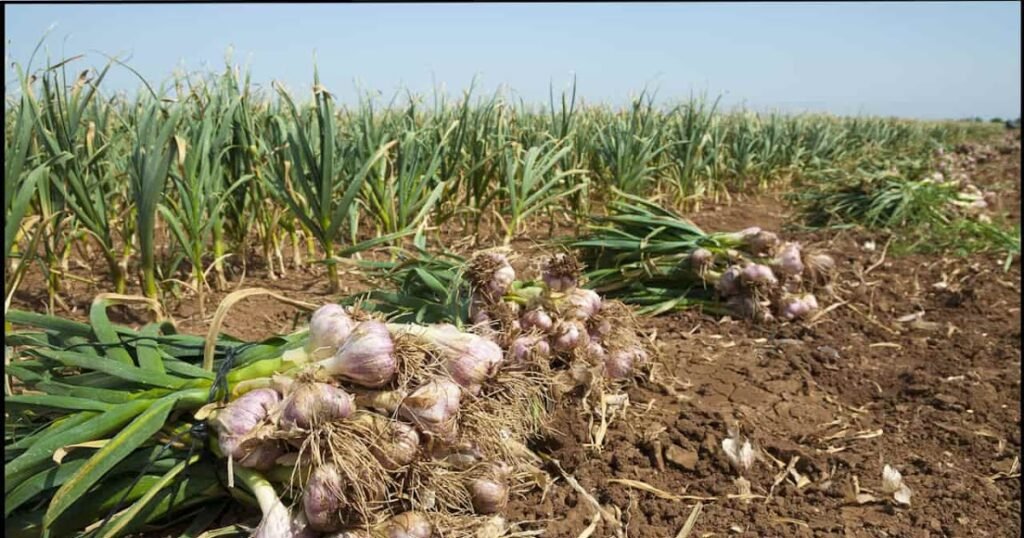 1771715152 D8A7D984D8A5D8AFD8AED8A7D8B120D8A7D984D985D8A7D984D98A20D8B7D8B1D9