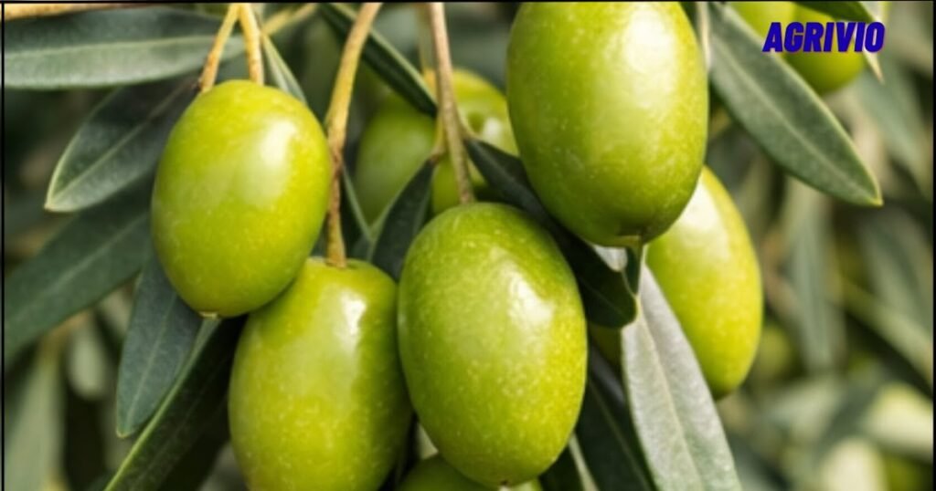 1772060795 D8A7D984D8A5D8AFD8AED8A7D8B120D8A7D984D985D8A7D984D98A20D8B7D8B1D9