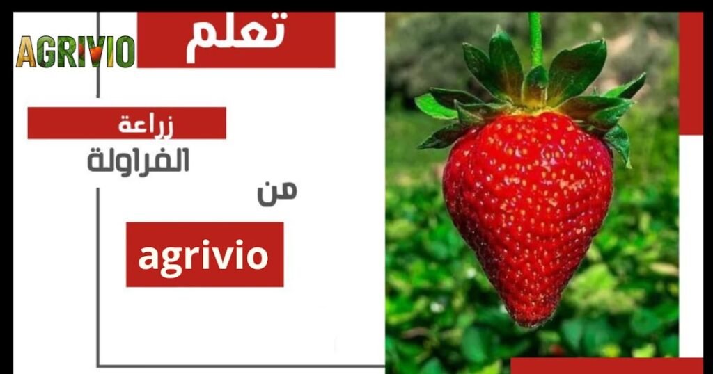 ziraat al farez.com205