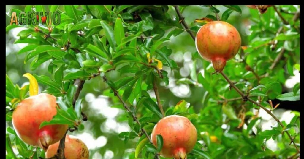 ziraat roman maghrib