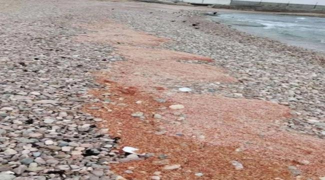 تيارات بحرية تجرف كميات من الجمبري من ساحل المكلا تيارات بحرية تجرف كميات من الجمبري من ساحل المكلا