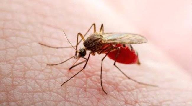 تحذيرات من انتشار حمى الضنك في عدن تحذيرات من انتشار حمى الضنك في عدن