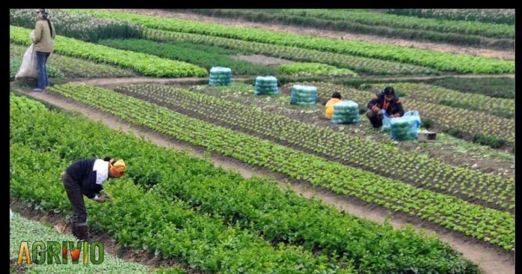 الخضروات التي تُزرع في شهر مارس خطوة بخطوة حسب المناخ والتربة D8B2D8B1D8A7D8B9D8A920D8A7D984D8AED8B6D8B1D988D8A7D8AA2020D8A7D984