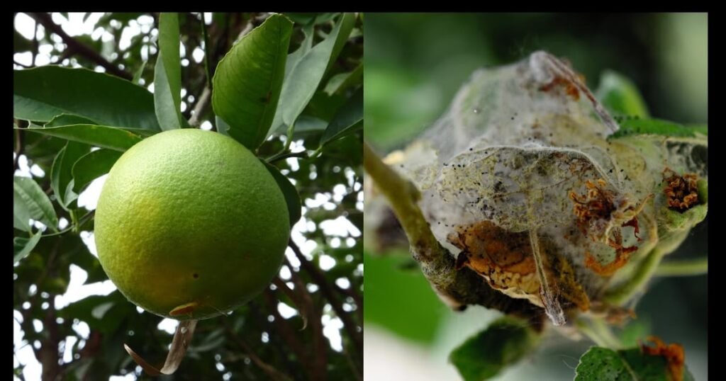 fruit tree pests morocco.jpg
