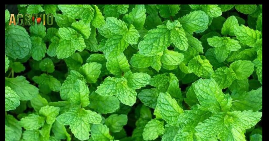 mint planting spring soil.jpg