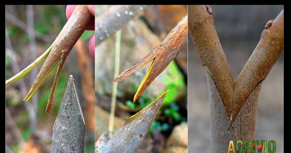 tree grafting spring step by step.jpg