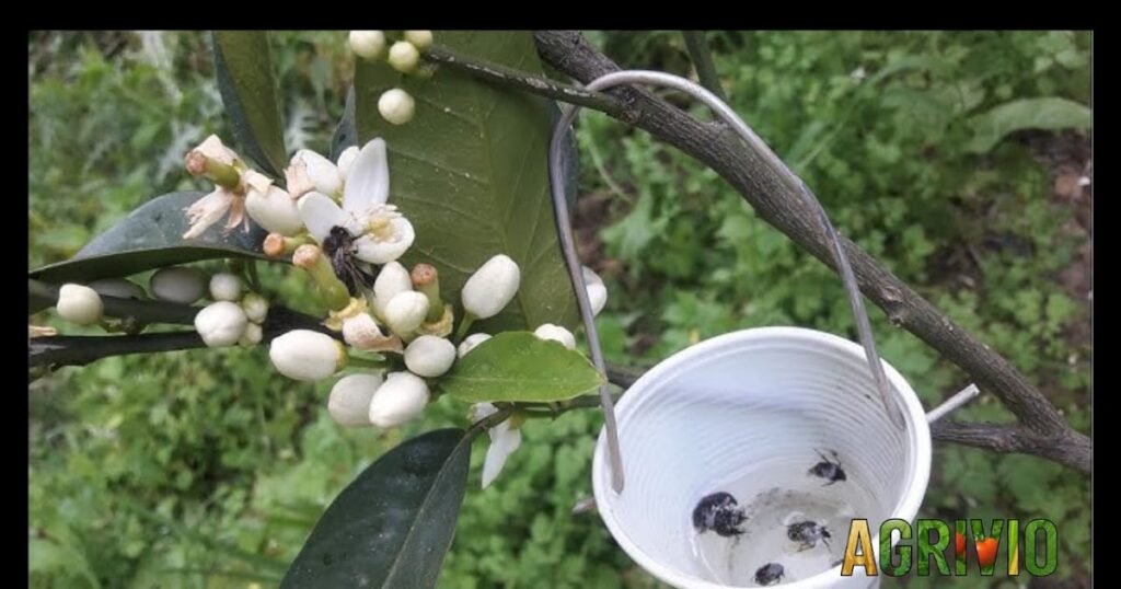 حشرة السيتوان Cétoine أخطر آفة تصيب أزهار الأشجار المثمرة وطرق مكافحتها CC3A9toine morocco.jpg