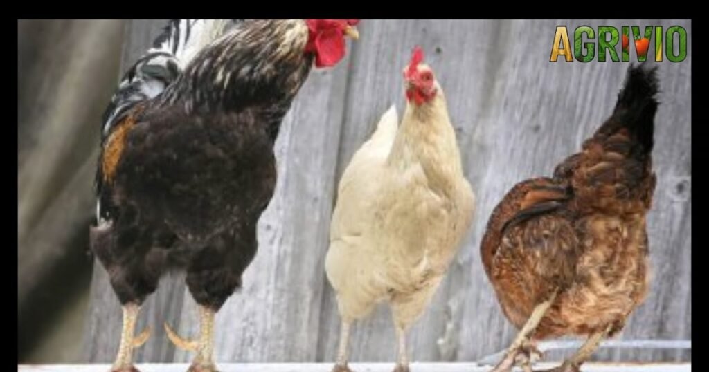 كيف تحوّل فكرة بسيطة إلى مصدر دخل حقيقي؟ tarbiat dajaj biad almaghrib.jpg