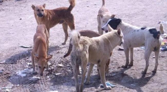 وفاة طفل بداء الكلب في صنعاء تفضح انهيار المنظومة الصحية وفاة طفل بداء الكلب في صنعاء تفضح انهيار المنظومة الصحية