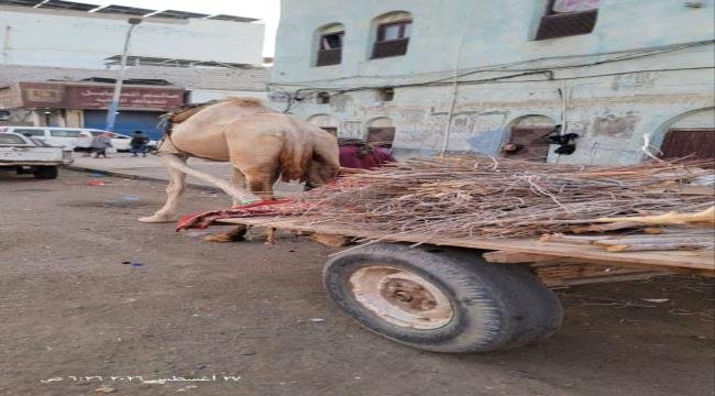 عودة نشاط بائعي الحطب في العاصمة عدن بسبب أزمة الغاز المنزلي عودة نشاط بائعي الحطب في العاصمة عدن بسبب أزمة الغاز المنزلي